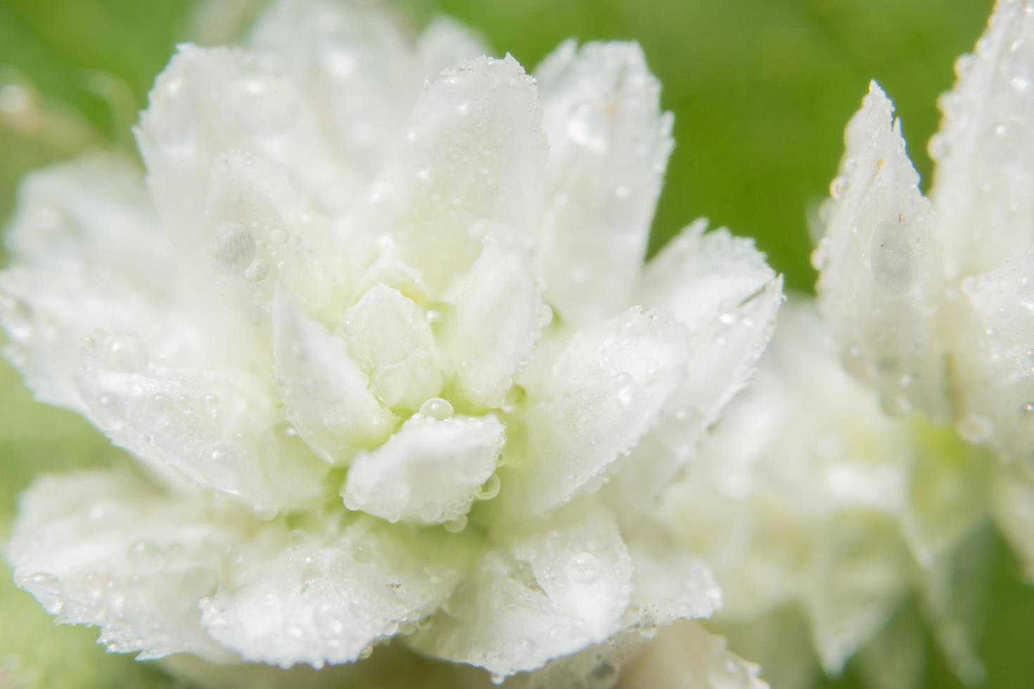 flor selvagem branca foto