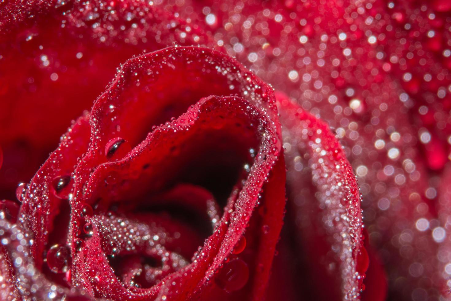 gotas de água em uma rosa vermelha foto