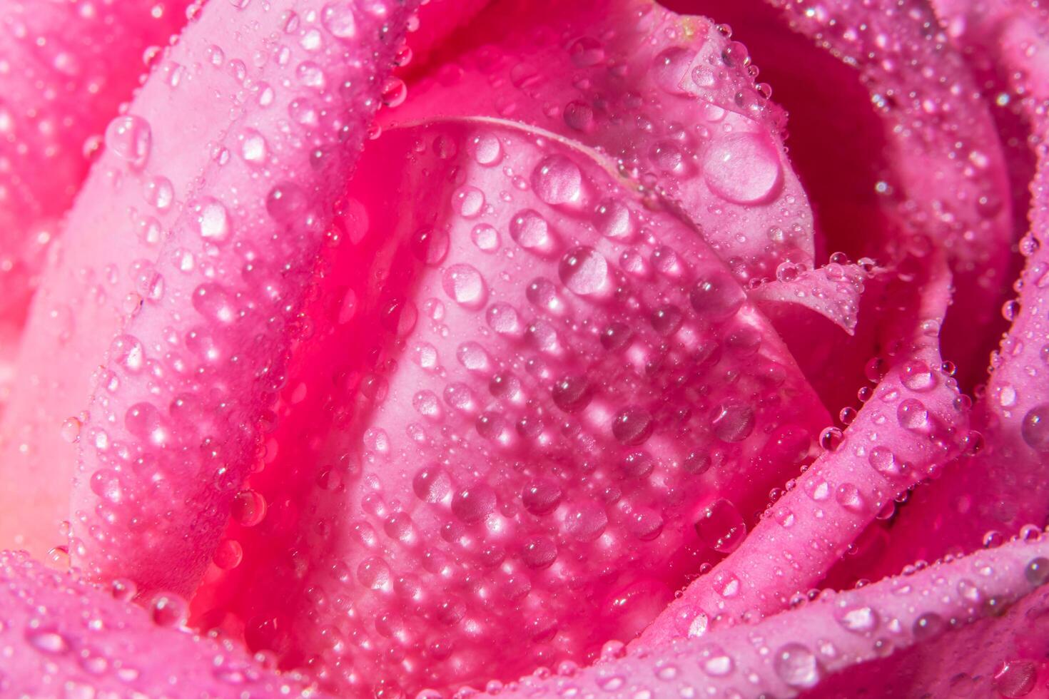 gotas de água nas pétalas de rosa foto