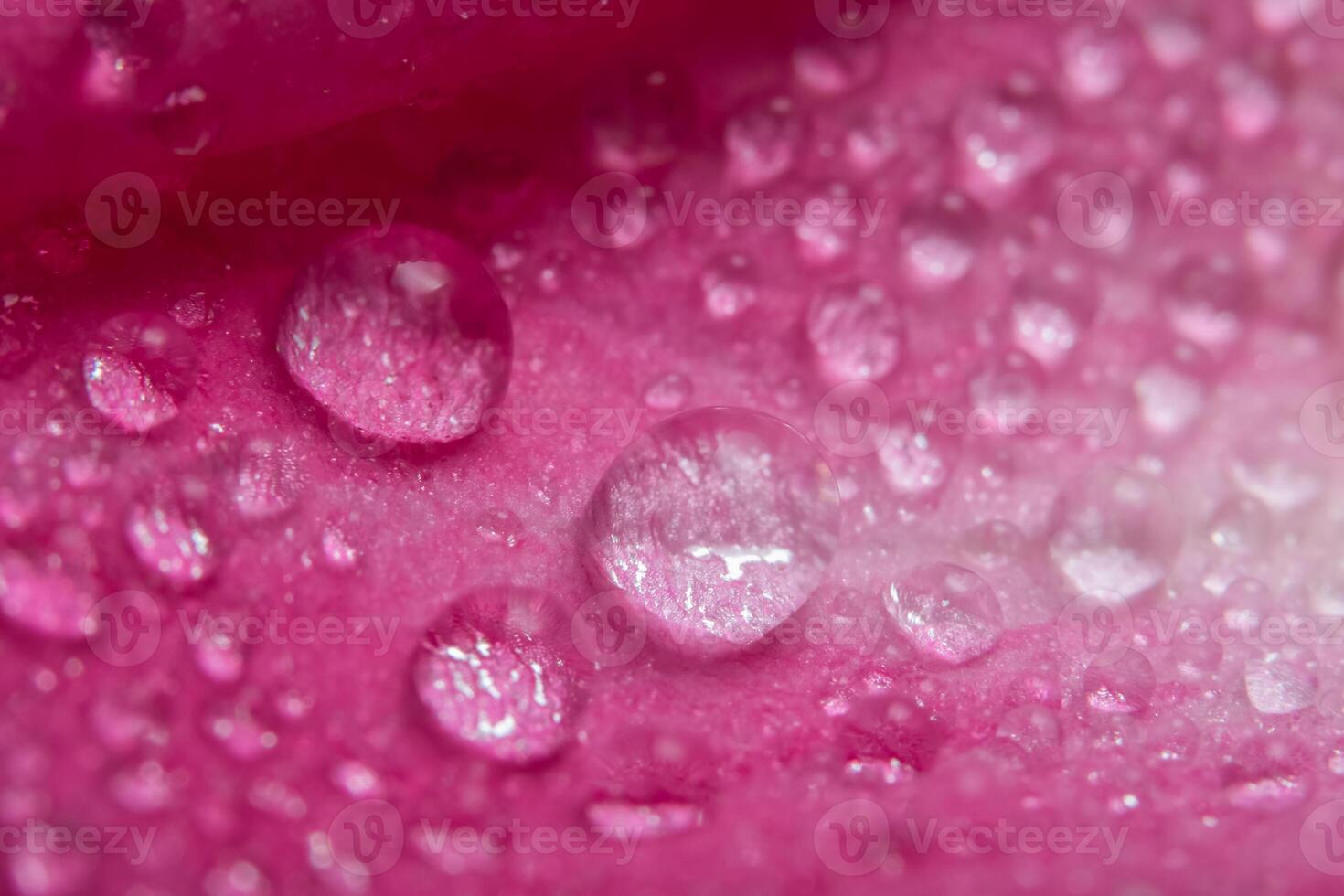 gotas de água nas pétalas de uma rosa rosa foto