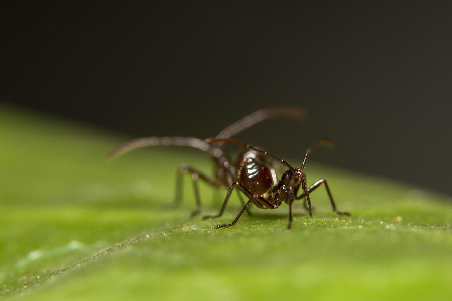 formigas marrons em uma folha foto