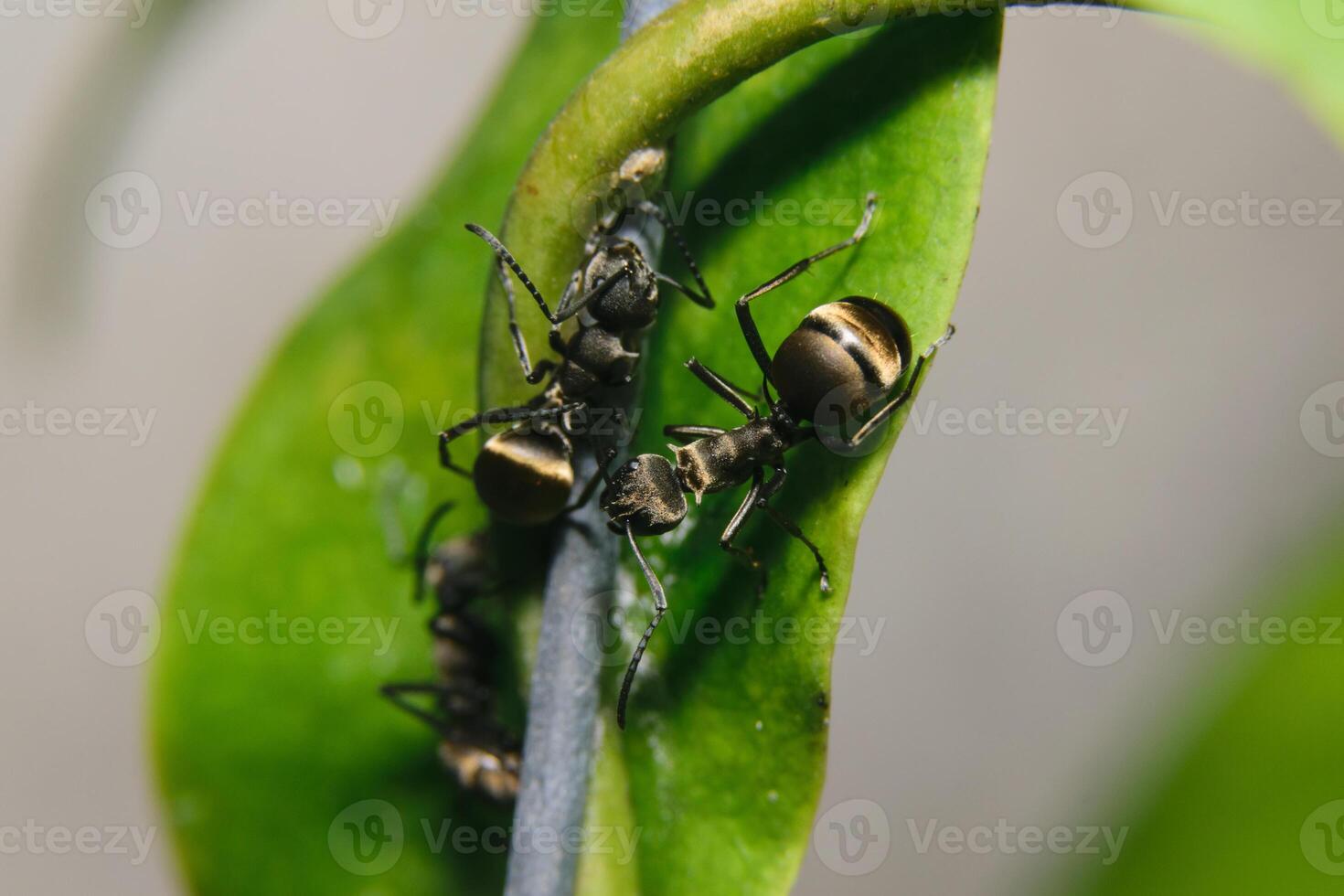 formigas em uma planta foto