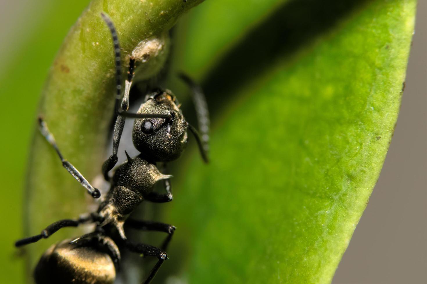 formiga em uma planta foto