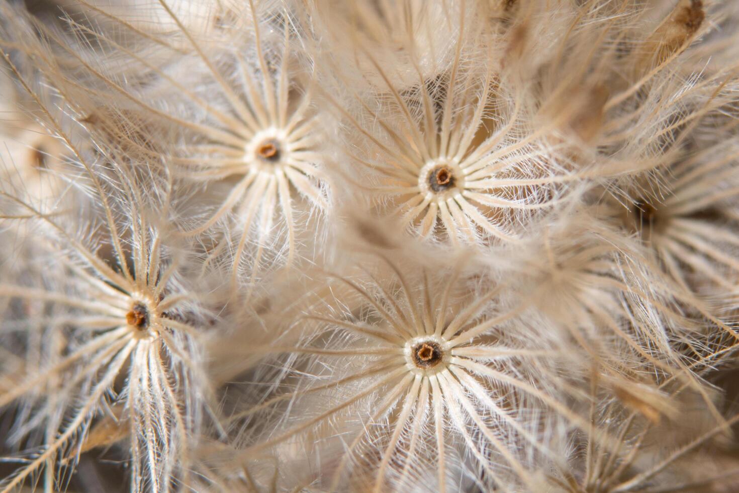 close-up de flores silvestres marrons foto