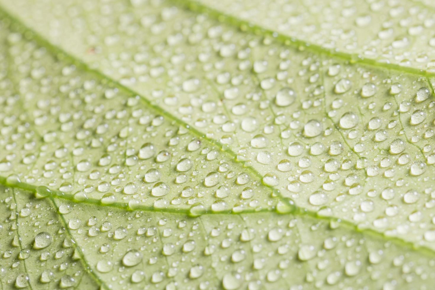 gotas de água em uma folha foto