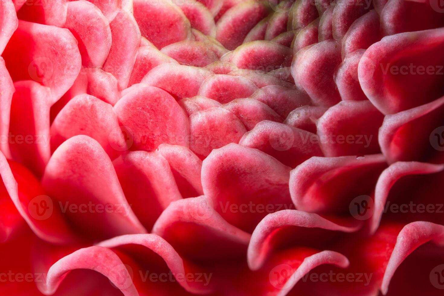 close-up de pétalas de flores rosa foto