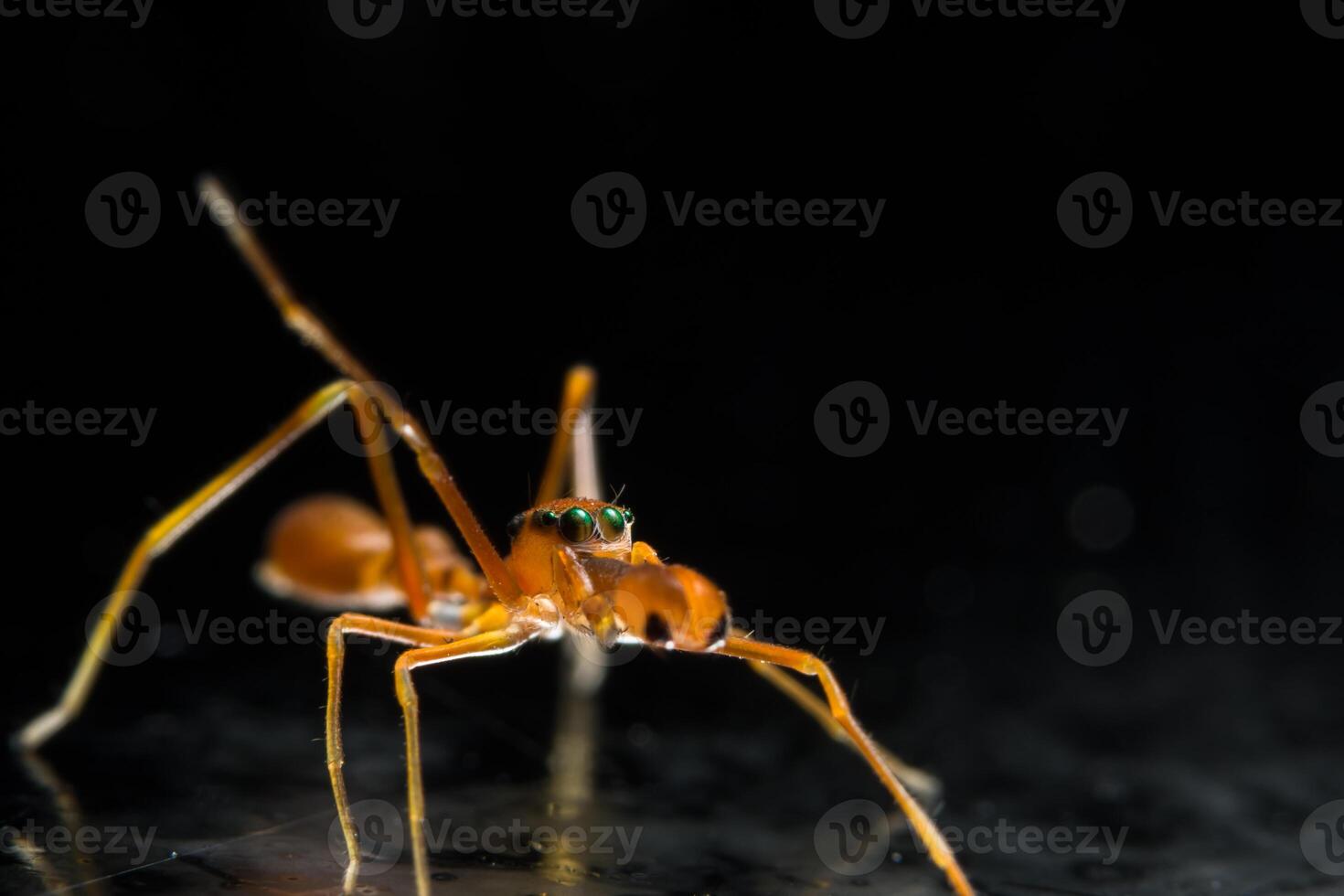 aranha saltadora tipo formiga kerengga foto