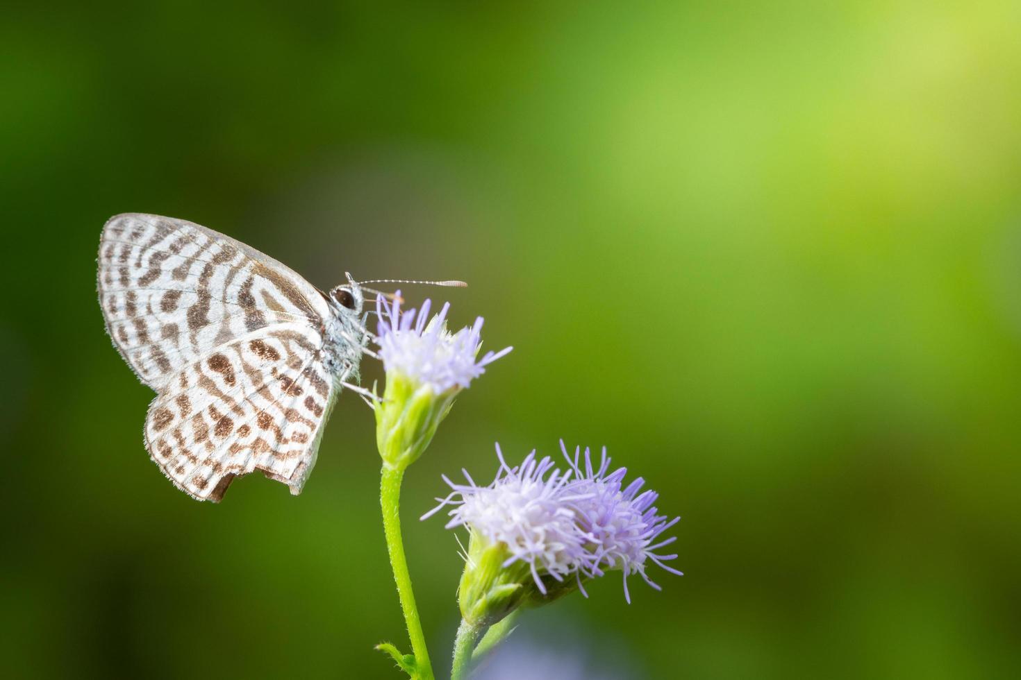 borboleta em uma flor foto