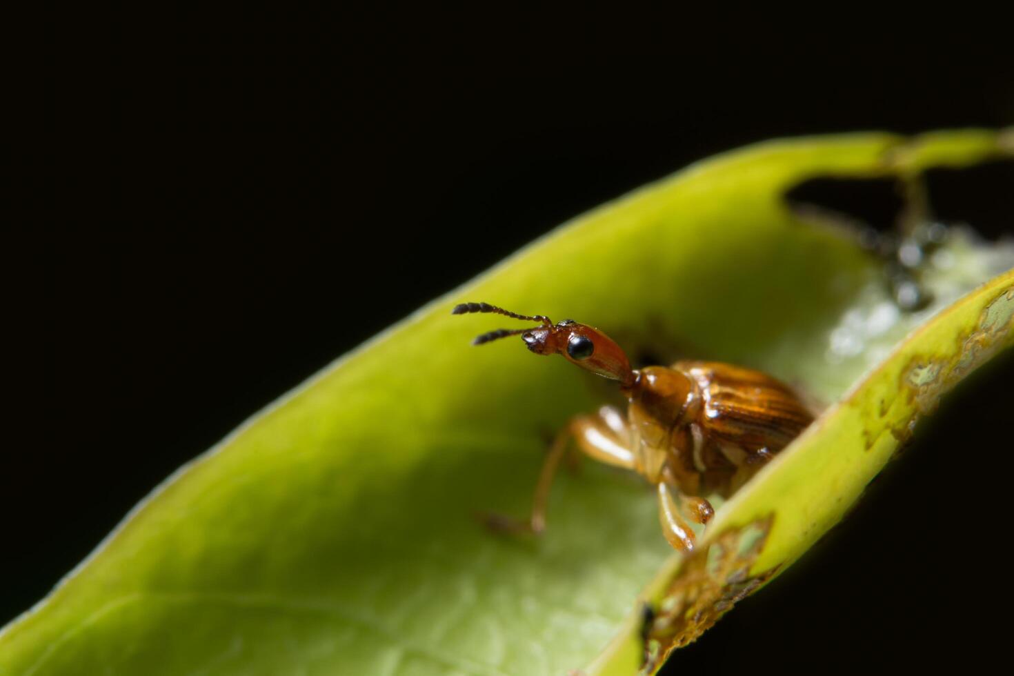 inseto curculionoidea em uma folha foto