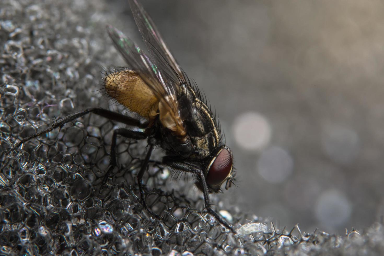 dípteros mosca close-up foto