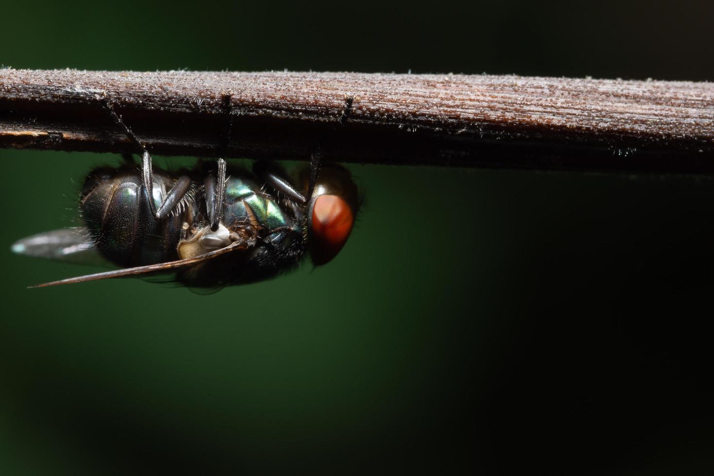 voar em um galho foto