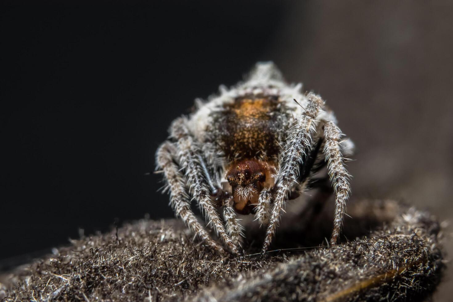 aranha, foto close-up