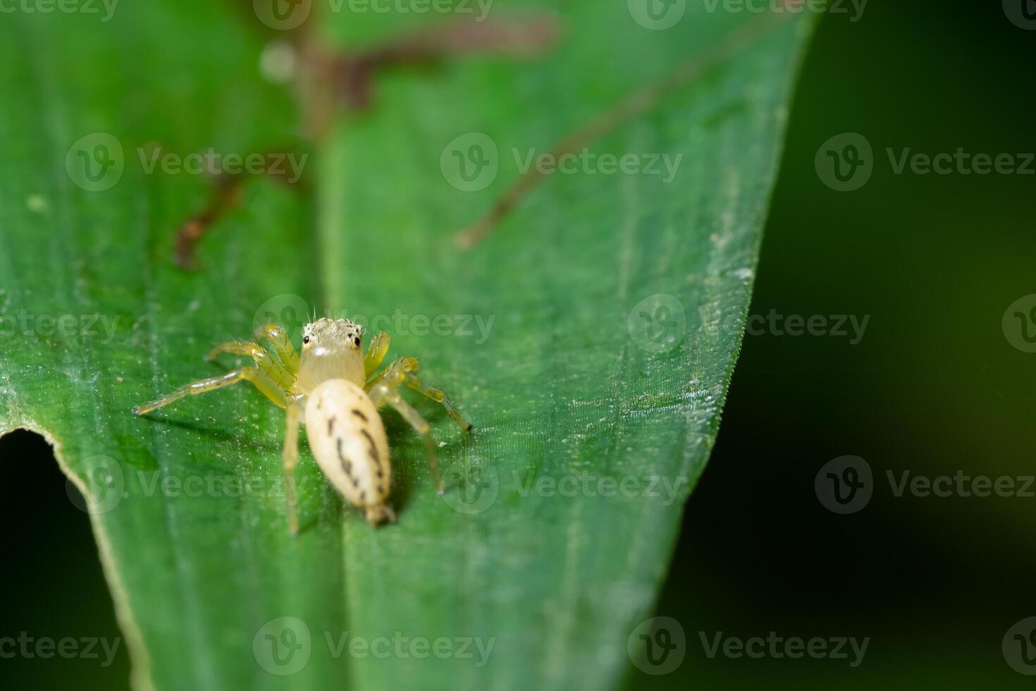 aranha em uma folha foto