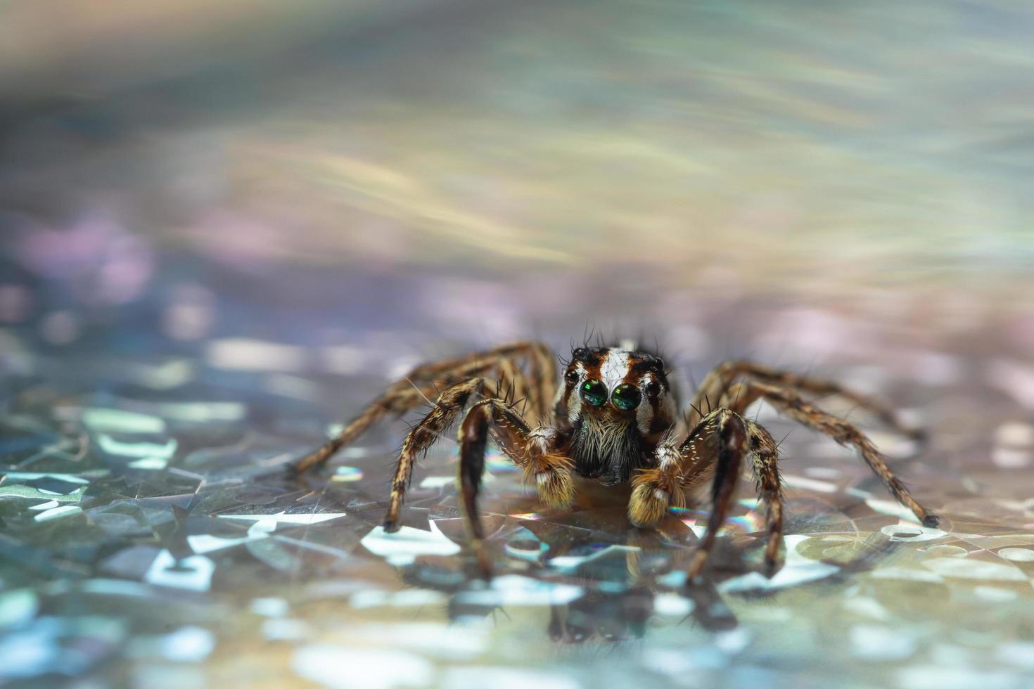 aranha em uma superfície refletora foto