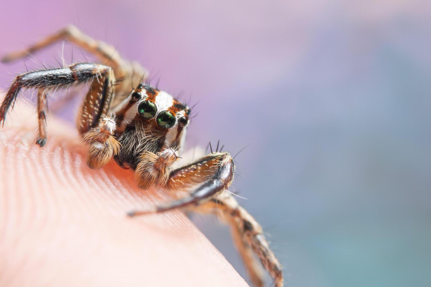 aranha no dedo de um homem foto