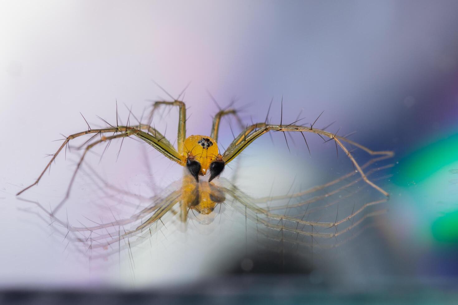 aranha em um fundo refletivo foto