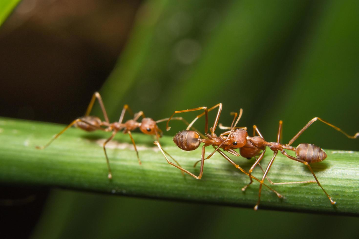 formigas vermelhas em uma planta foto