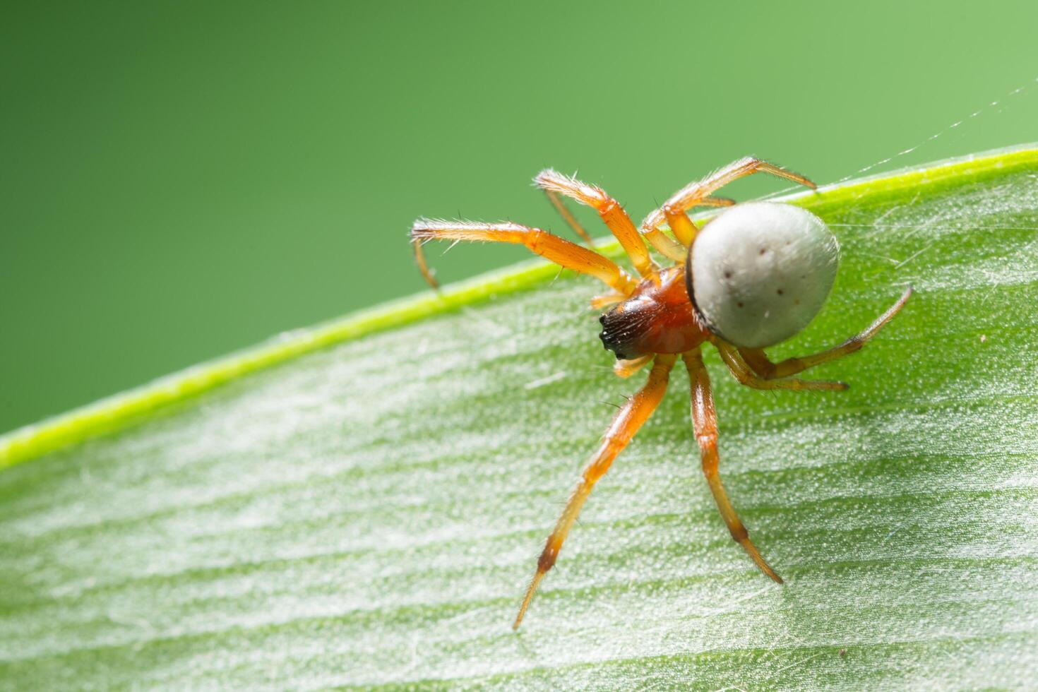 aranha em uma folha foto