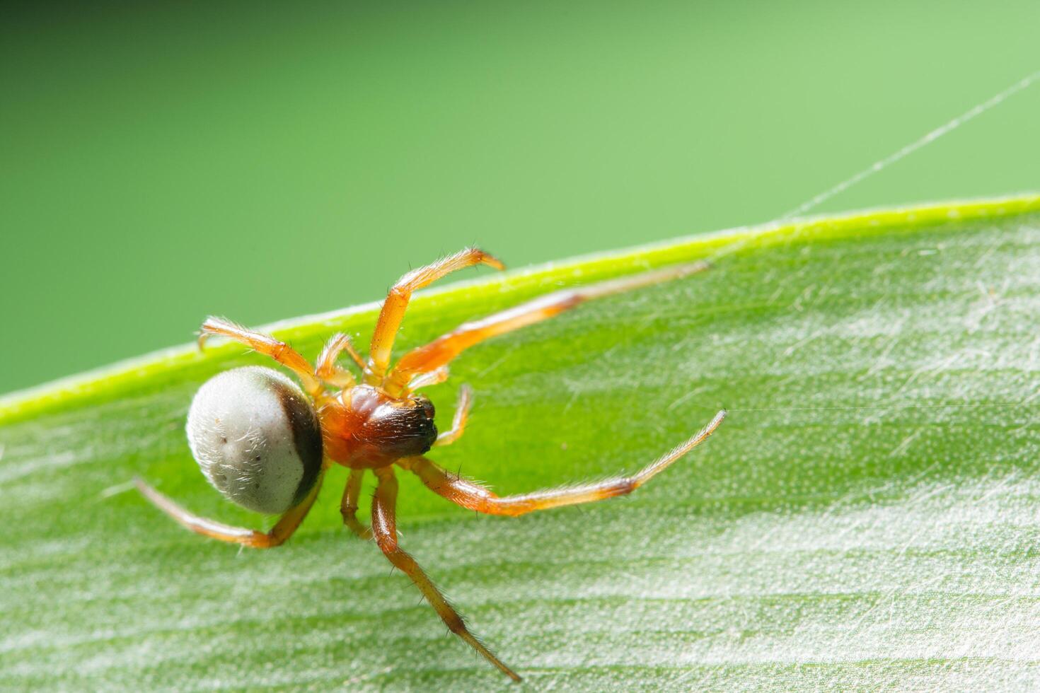 macro aranha em uma folhagem de fundo verde foto