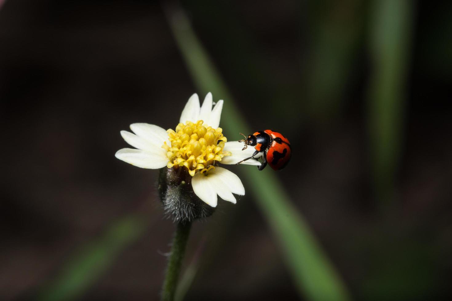 joaninha em uma flor foto