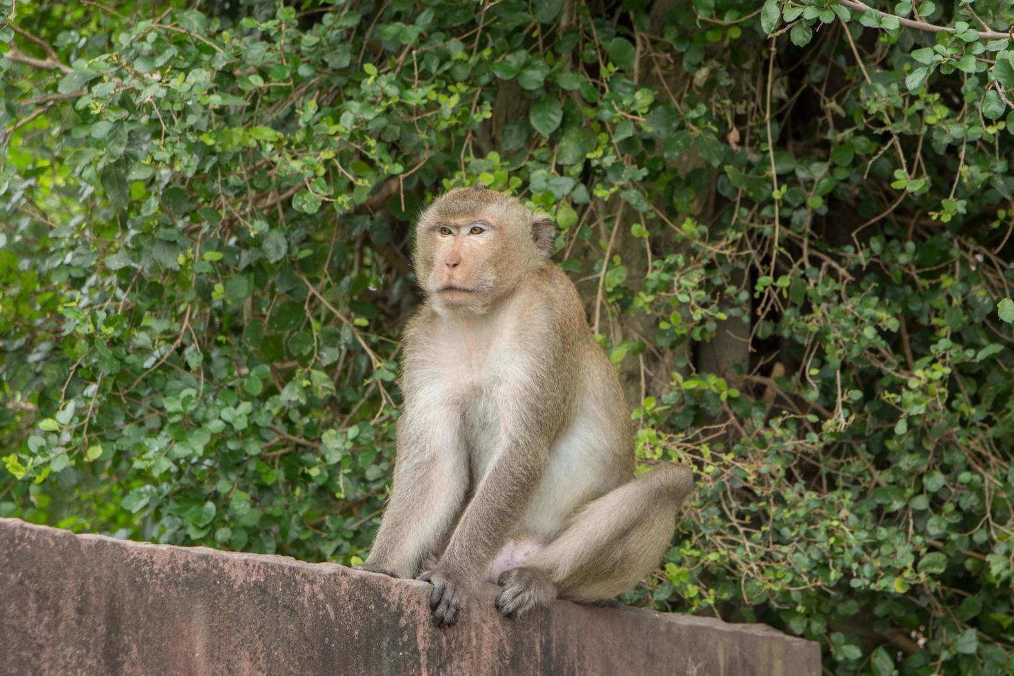 macaco na parede foto