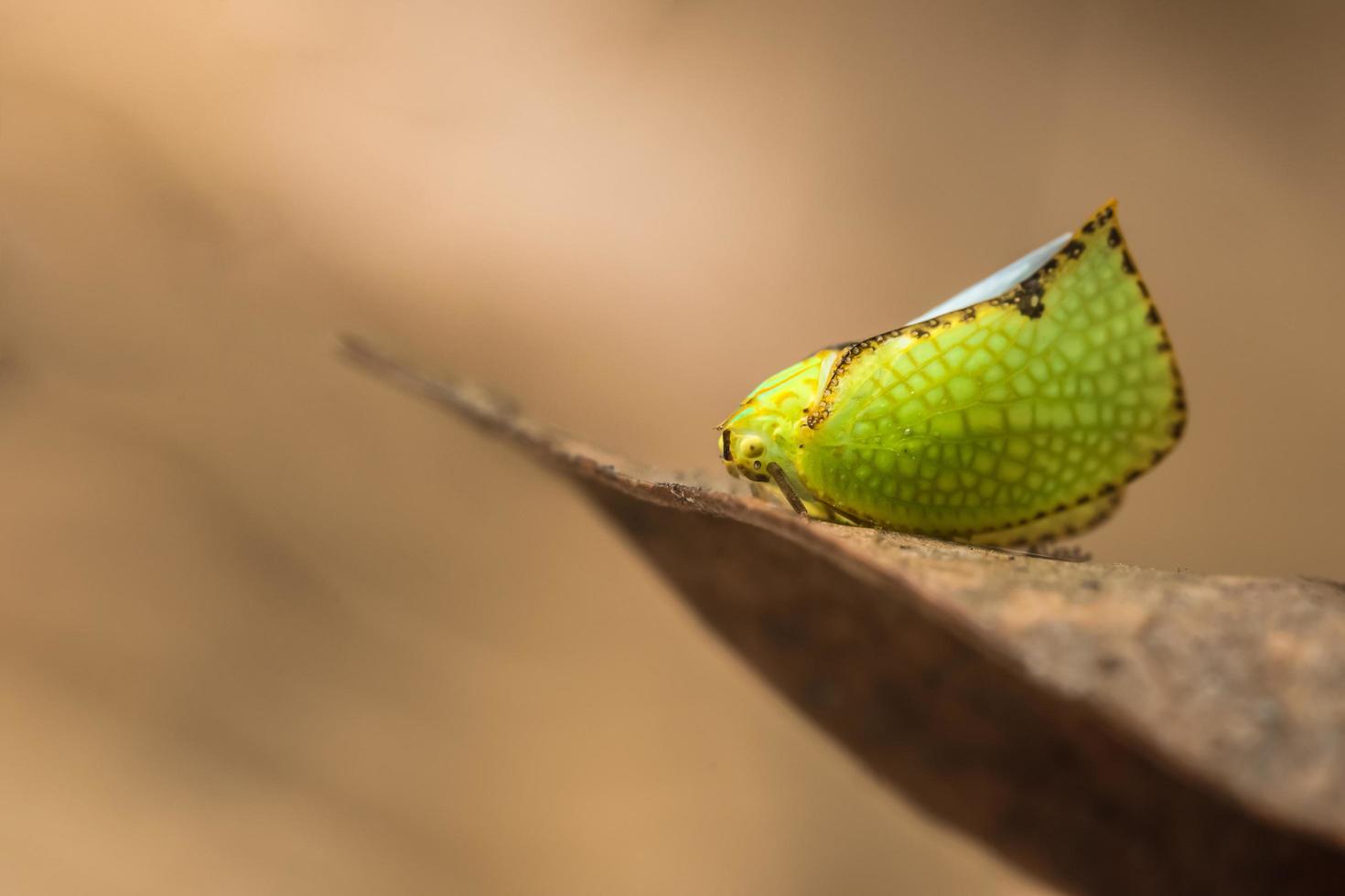 borboleta em uma folha seca foto