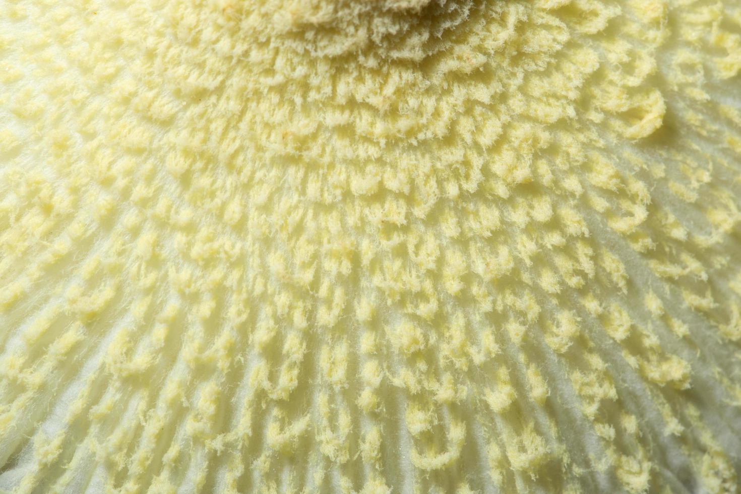 fundo de superfície de cogumelo foto