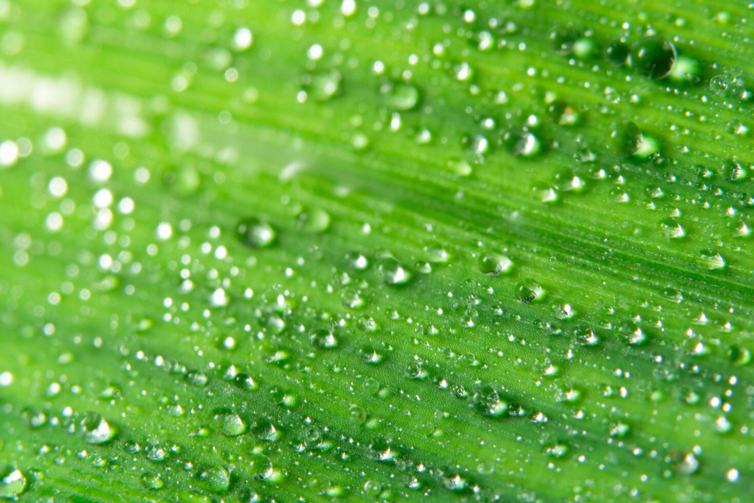 cai em uma folha verde foto