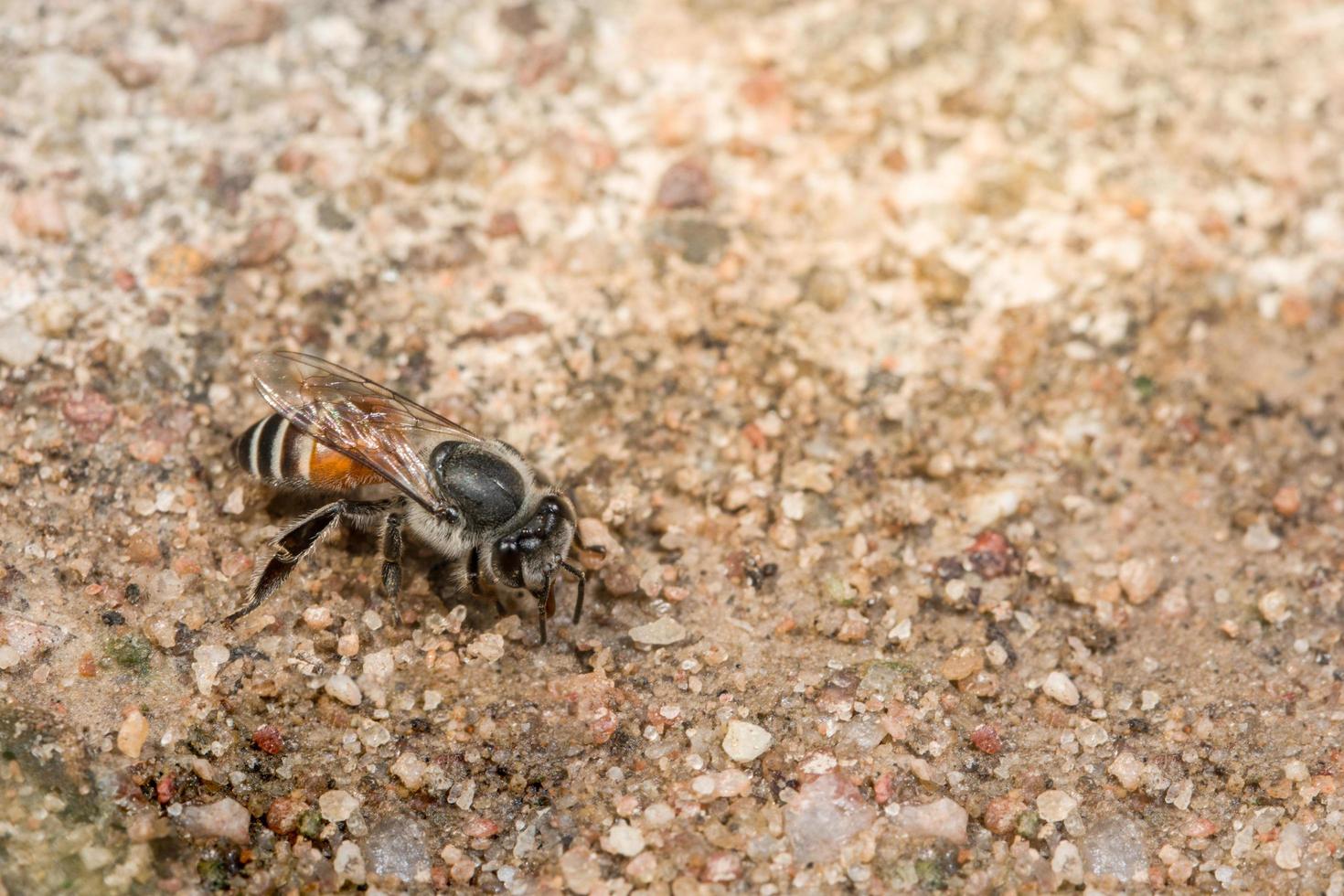 abelha no chão foto