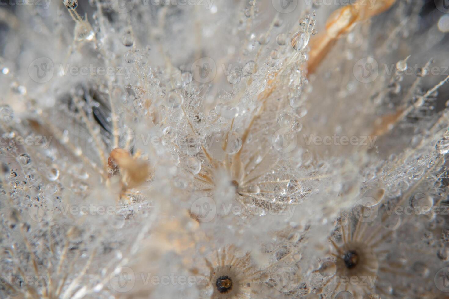 gotas de água em uma flor foto