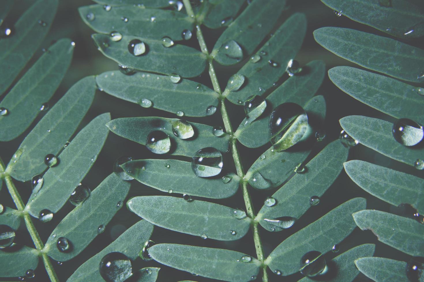 gotas de água em uma planta foto