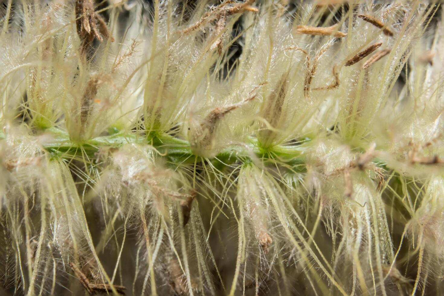 foto de close-up de flores silvestres