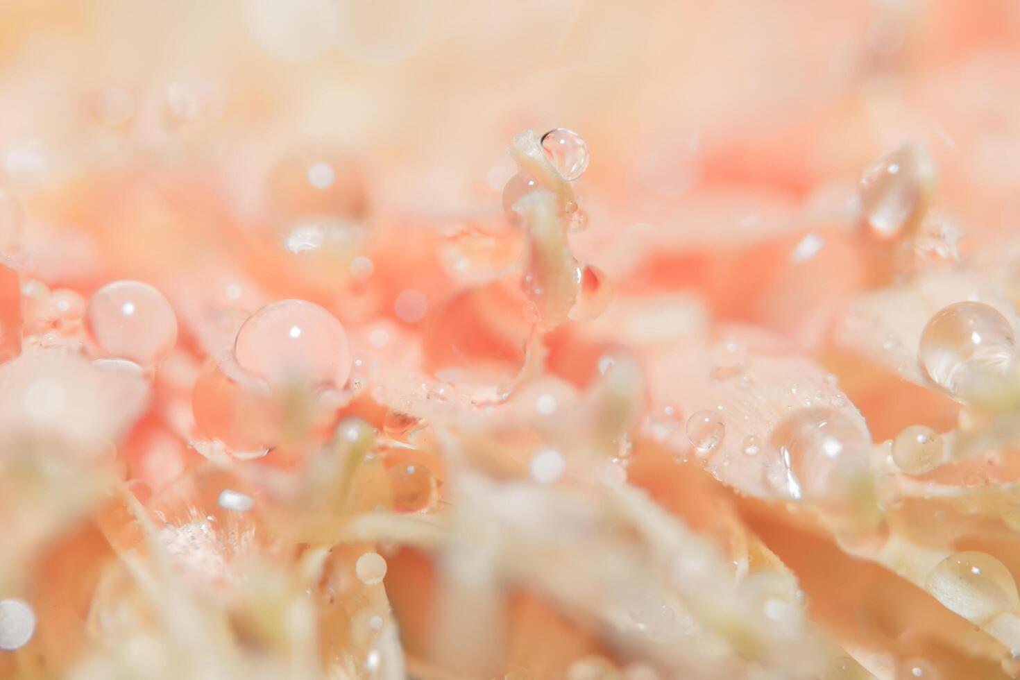 gotas de água nas pétalas da flor rosa foto