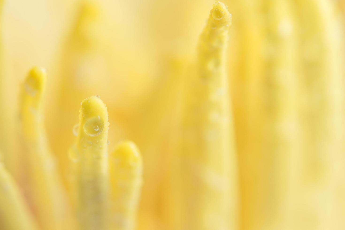 gotas de água no pólen de lótus amarelo, close-up foto