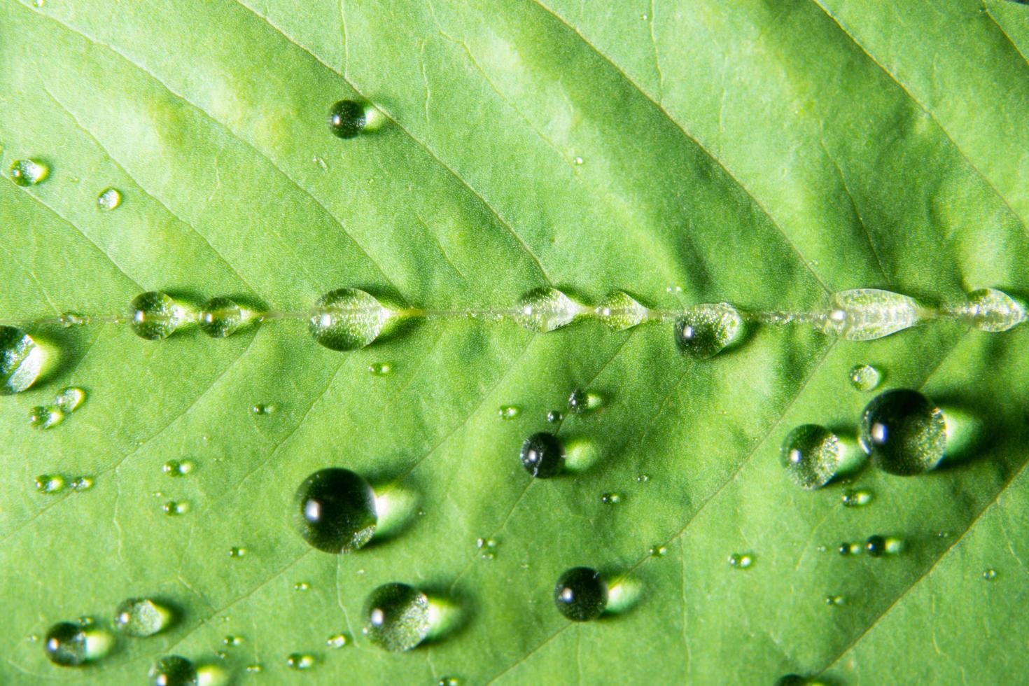 gotas de água na planta foto