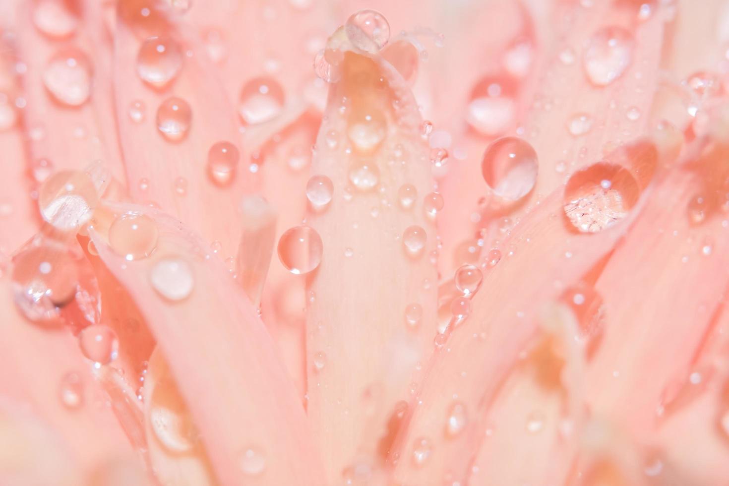 gotas de água nas pétalas da flor rosa foto