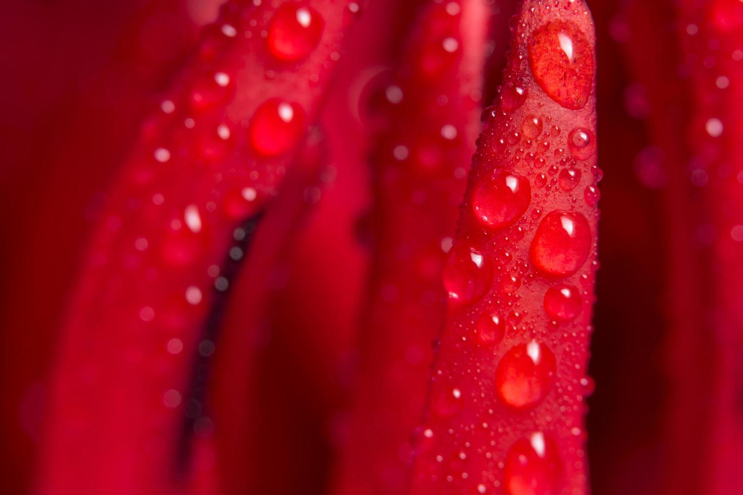 gotas de água em lótus vermelho foto