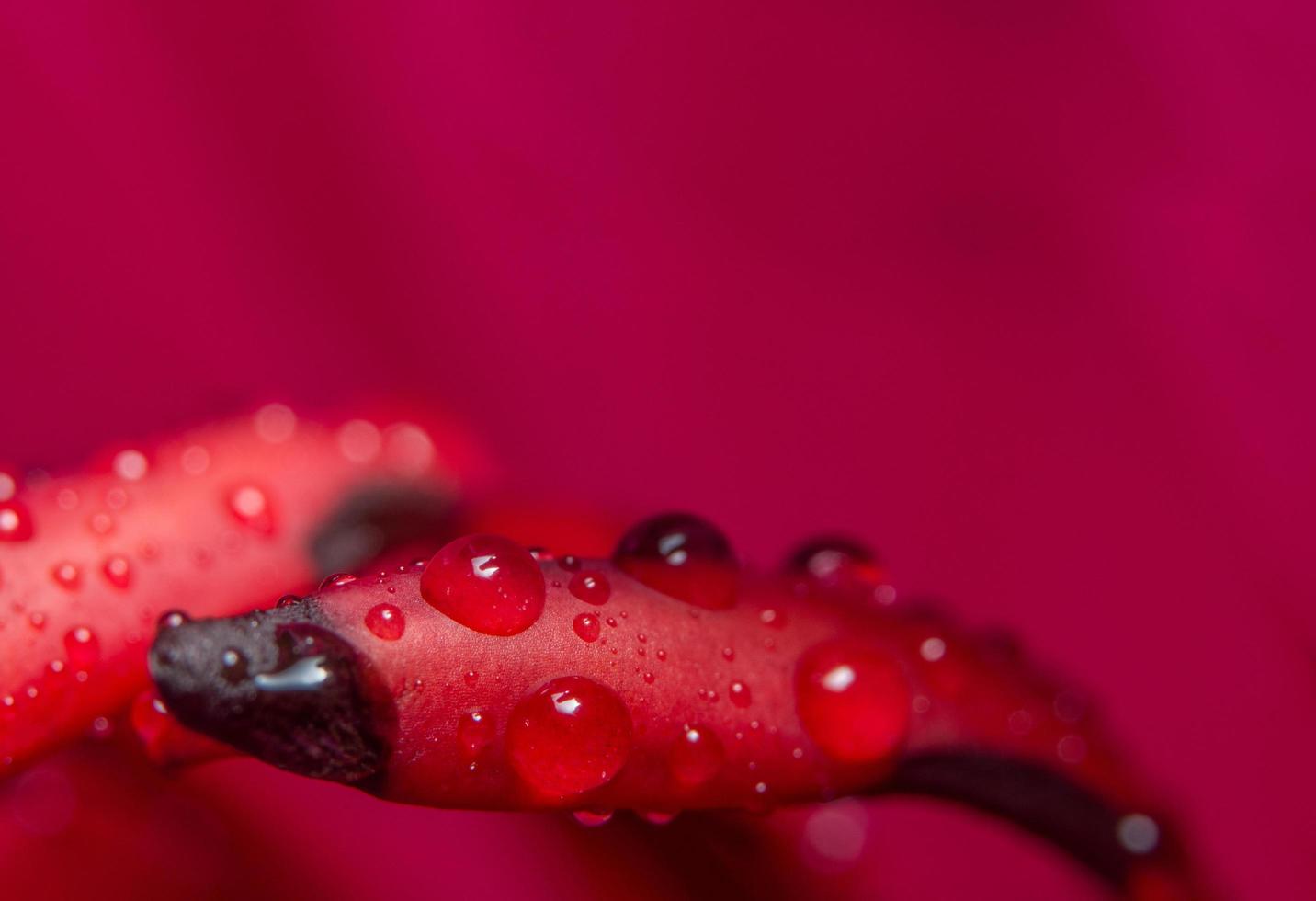 gotas de água nas pétalas de lótus foto