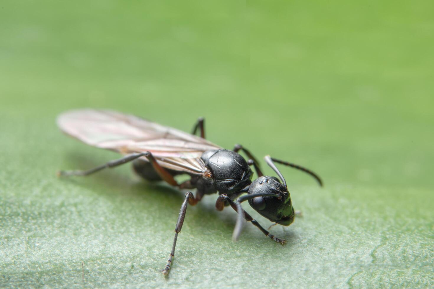 formiga com asas close-up foto