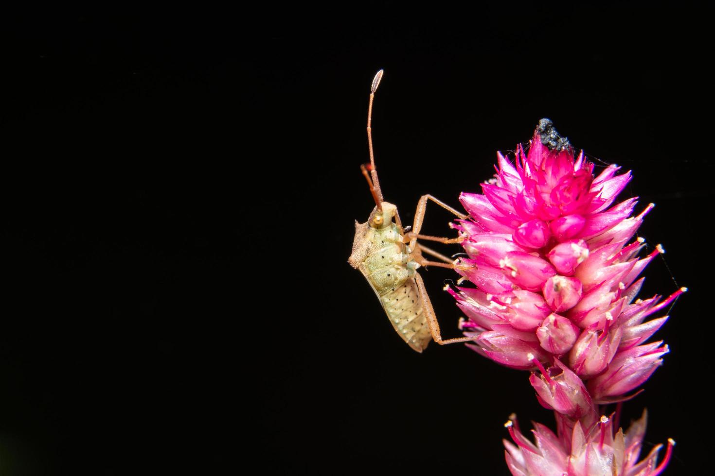 inseto assassino marrom em uma flor foto