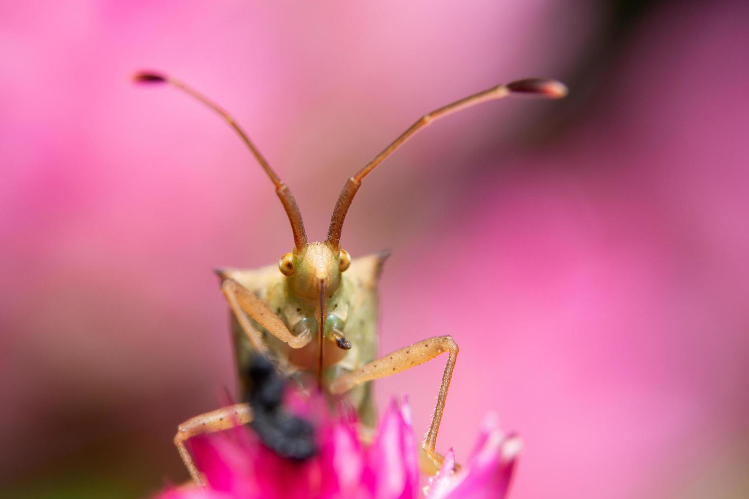 insetos assassinos marrons em uma flor foto