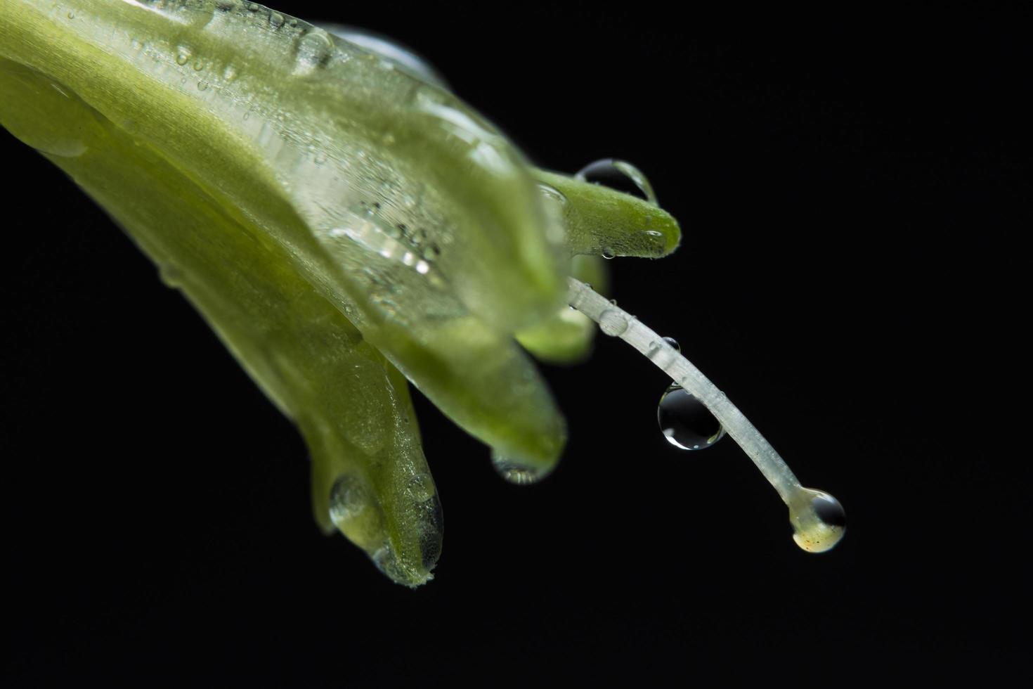 gotas de água nas pétalas da flor foto