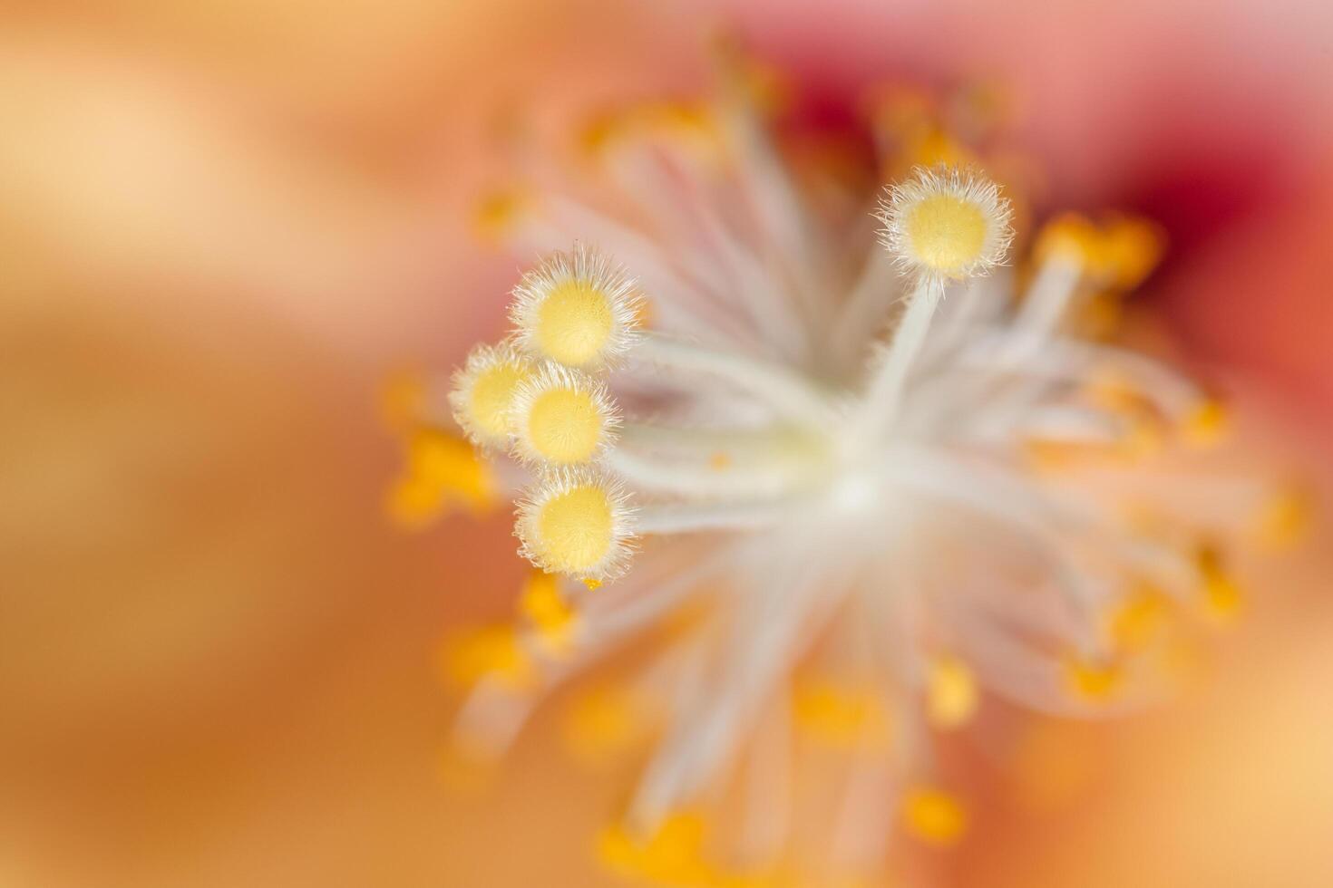 fundo de pólen laranja foto