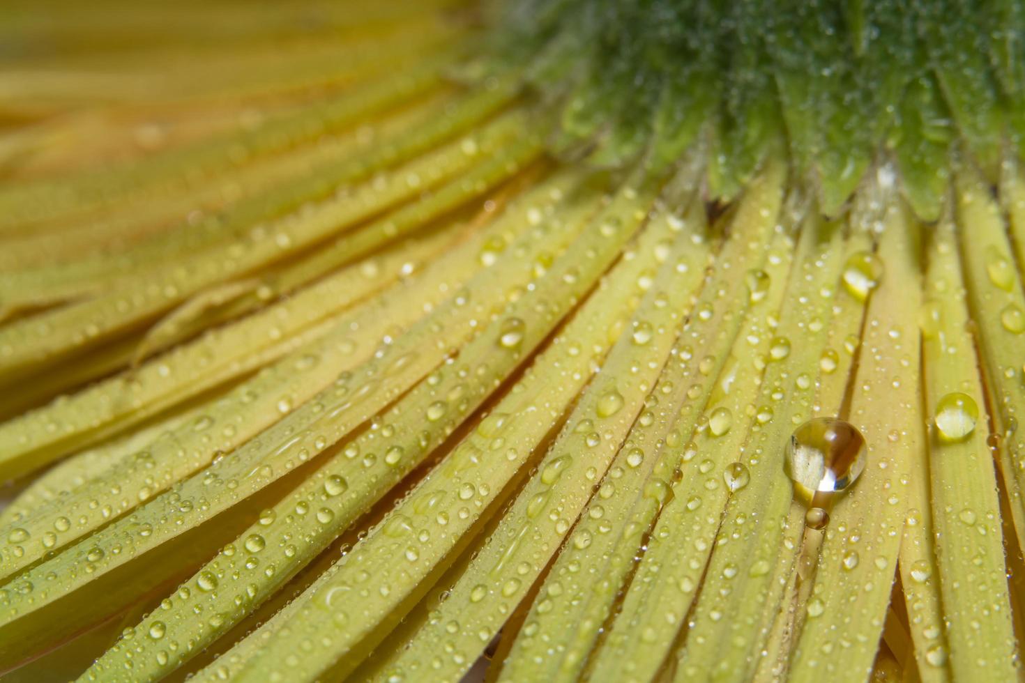 gotas de água nas pétalas da flor foto