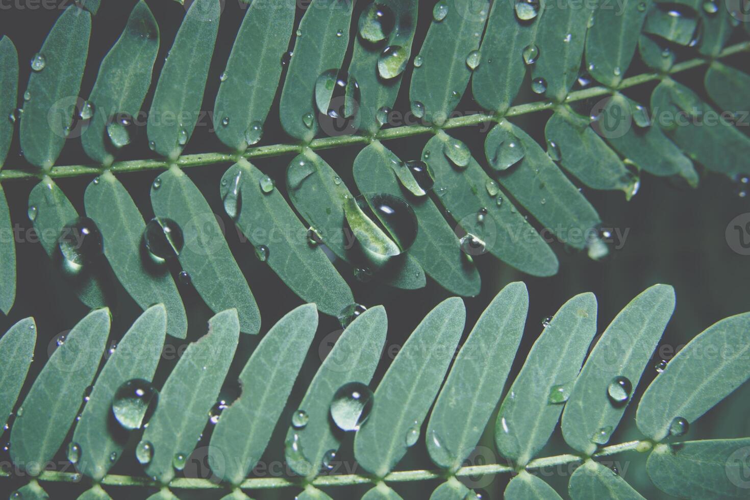 gotas de água em uma planta foto