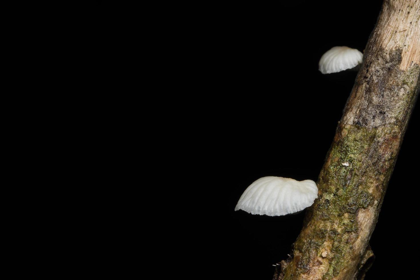 close-up de fungo branco foto