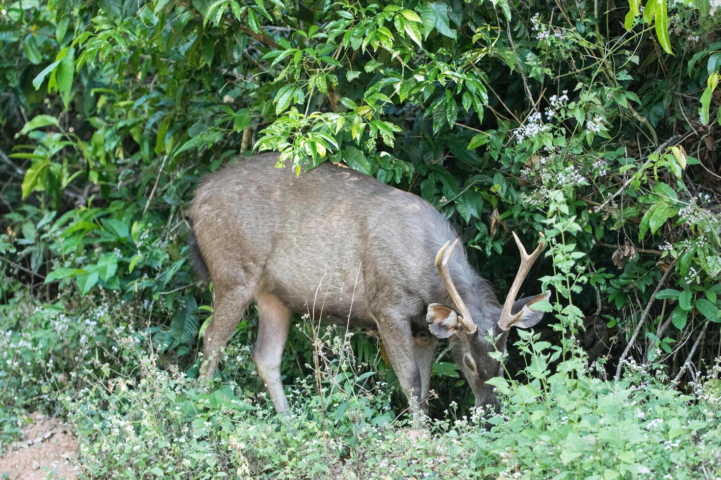 veado sambar no parque nacional khao yai foto