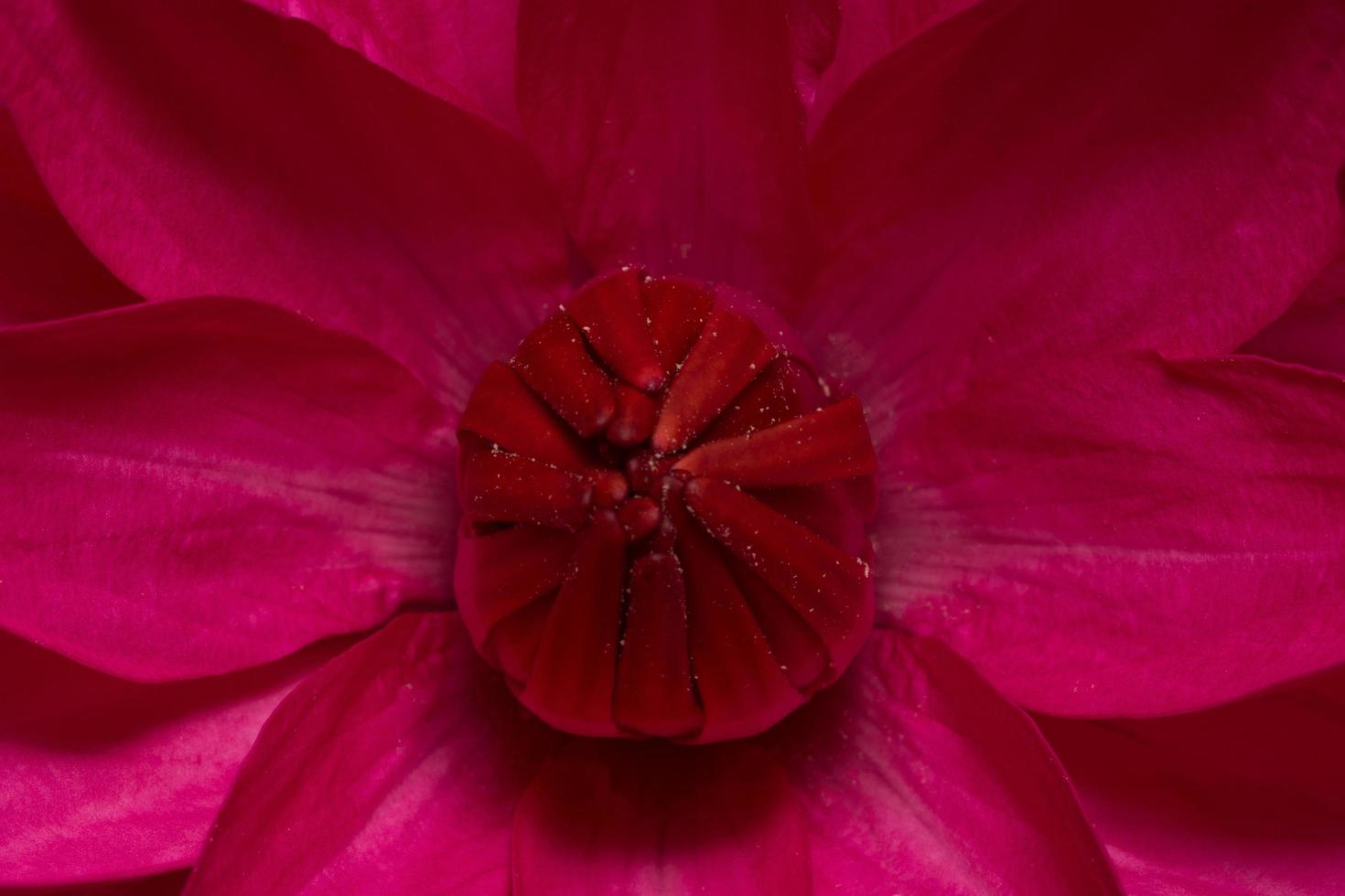 close-up de lótus vermelho foto