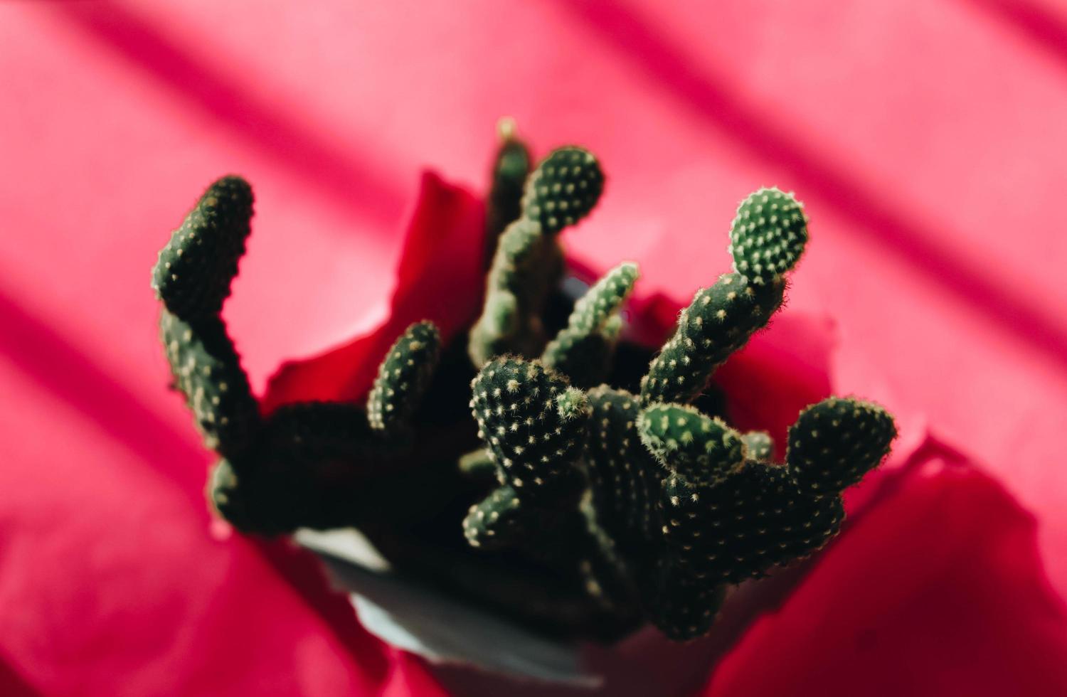 cactos contra um fundo vermelho foto