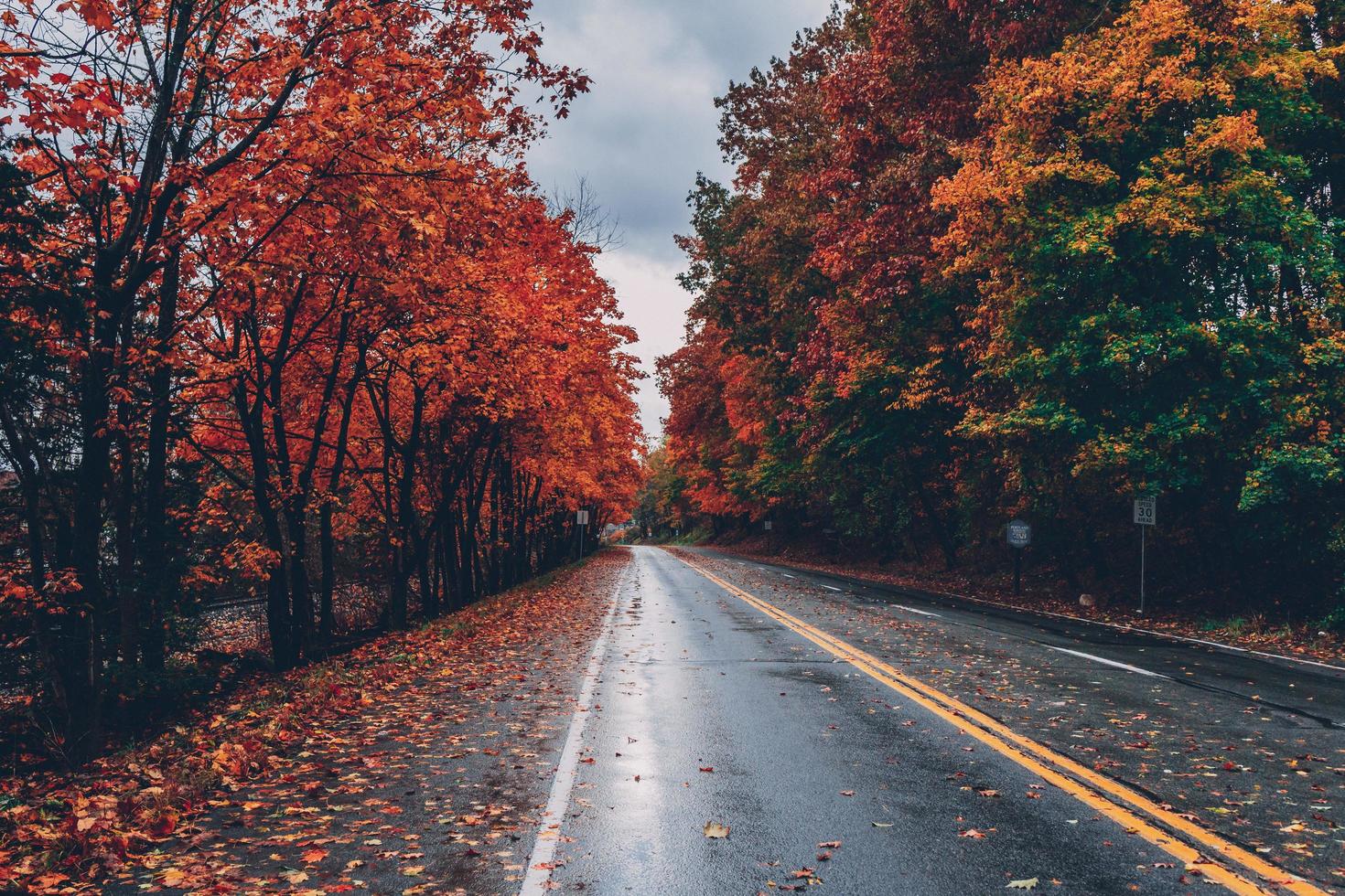 árvores de outono ao longo de uma estrada foto